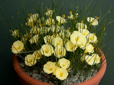 sizednarcissus-romieuxii-Julia-Jane-rrw-narcissus-salver-0117 sizednarcissus-romieuxii-Julia-Jane-rrw-narcissus-salver-0117