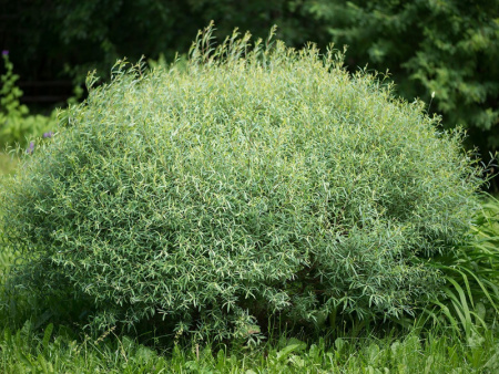 ива шаровидная