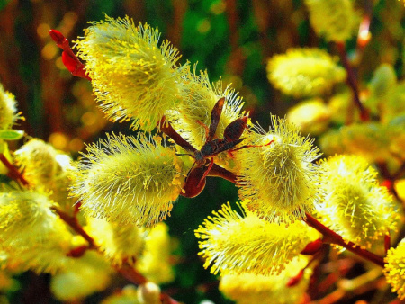 верба декоративая