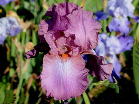 НоменклатураПрисоединенныеФайлы