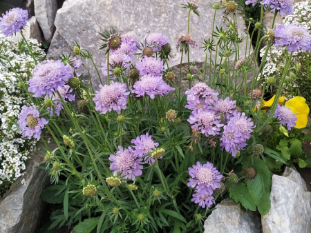 Скабиоза Ритц Блю