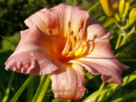 лилейник Холс Пинк