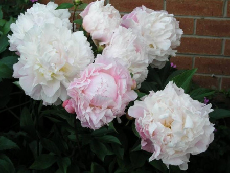 НоменклатураПрисоединенныеФайлы