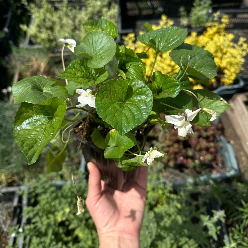 фиалка мотыльковая белая