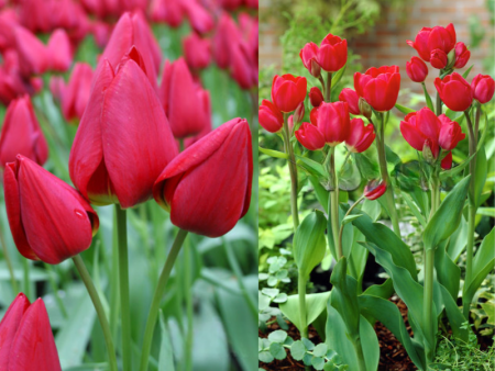 Мэрри гоу раунд