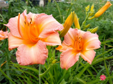 чилдрен фест