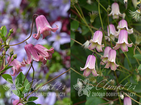 Клематис ботанический Фэй