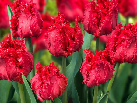 тюльпан барбадос