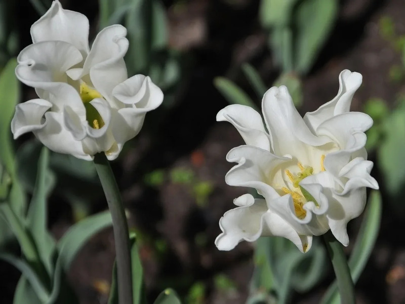 Тюльпан White Liberstar (Уайт Либерстар)  тюльпан white liberstar (уайт либерстар)