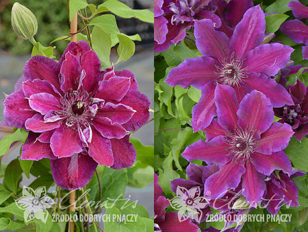 Клематис Май Бьюти