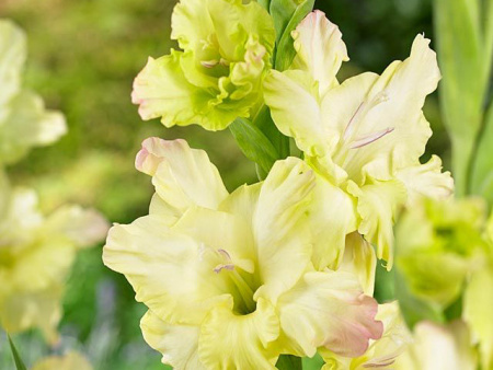 НоменклатураПрисоединенныеФайлы