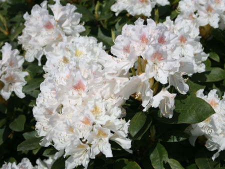 Каннингемс вайт