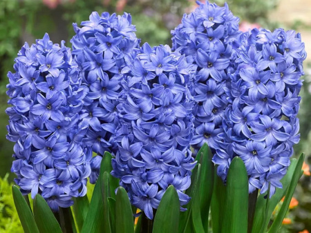 гиацинт делфт блю