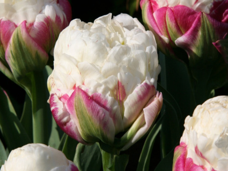 тюльпан Дабл Полар