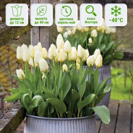 Тюльпан Пуриссима