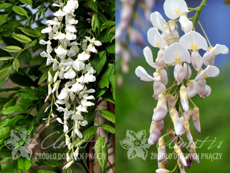 НоменклатураПрисоединенныеФайлы НоменклатураПрисоединенныеФайлы