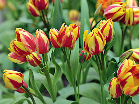 тюльпан Колор Спектакль1