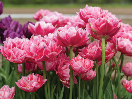 НоменклатураПрисоединенныеФайлы