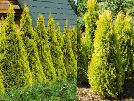 туя янтарь1