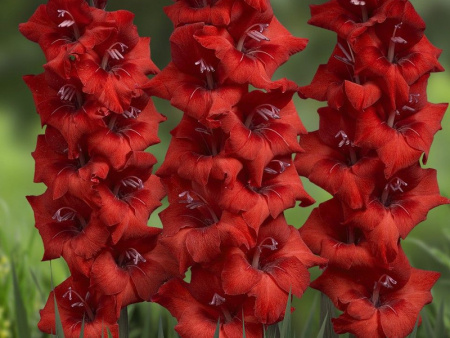 гладиолус Оскар