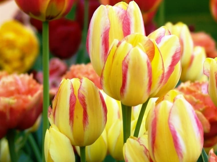 Тюльпан Antoinette (Антуанетта)  тюльпан antoinette (антуанетта)