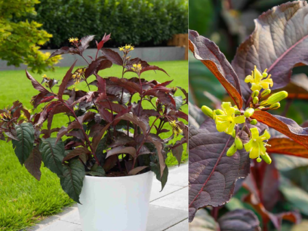 диервилла Дива3