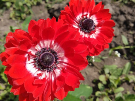 анемона Говернор