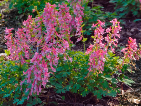 Хохлатка Бет Эванс2