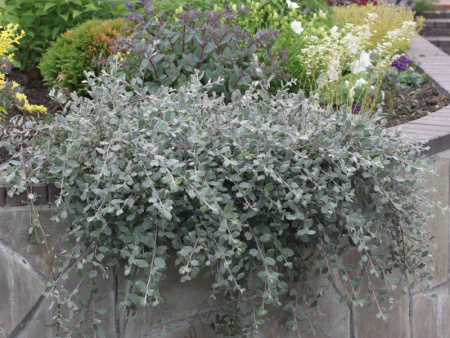 ива Грин карпет