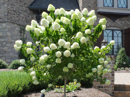 Гортензия метельчатая Лайм Лайт 1