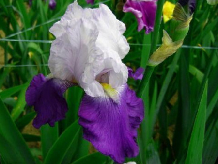 бело лиловый с