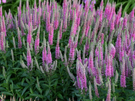 вероника Бейби Долл