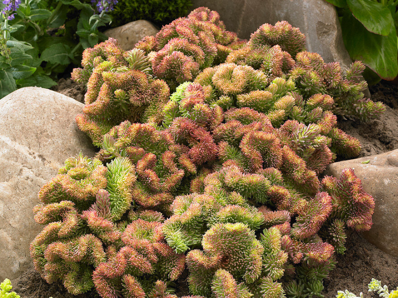 очиток отогнутый кристатум