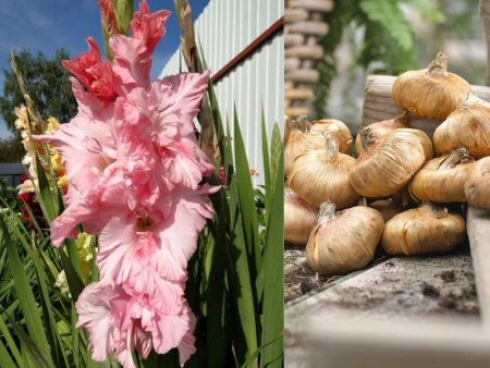 НоменклатураПрисоединенныеФайлы