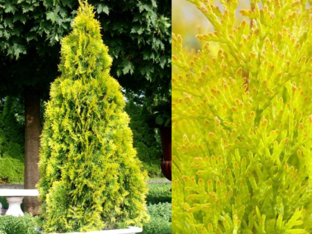 туя  Санни Смарагд1