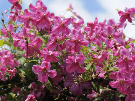 Krakowiak PBR PINK MINK