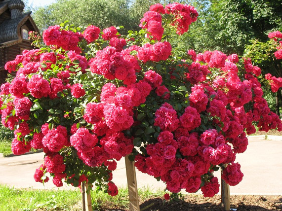 Роза Лагуна фото, описание, отзывы в каталоге интернет-магазина Долина роз Роза Лагуна фото