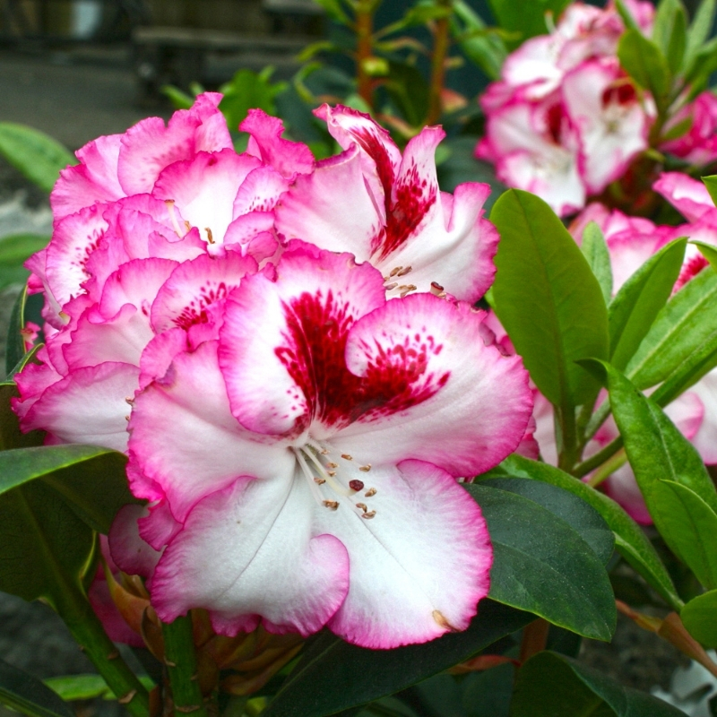 Рододендрон Черри Чизкейк фото