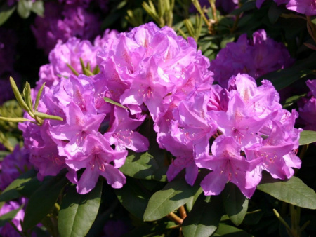 рододендрон грандифлорум