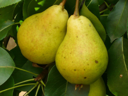 Дюшес летник