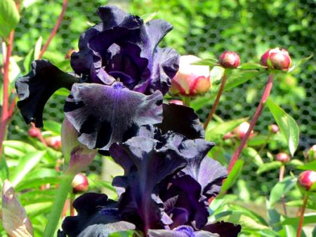 НоменклатураПрисоединенныеФайлы