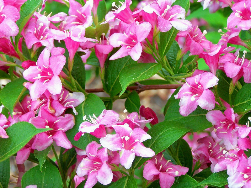 Вейгела цветущая розовая фото