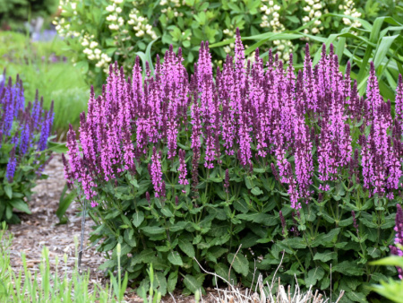 шалфей Аметист1