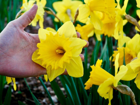 нарцисс дач мастер1