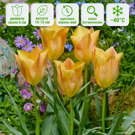 Тюльпан Брайт Гем
