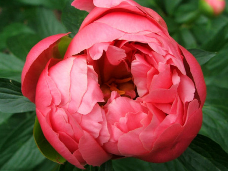 НоменклатураПрисоединенныеФайлы