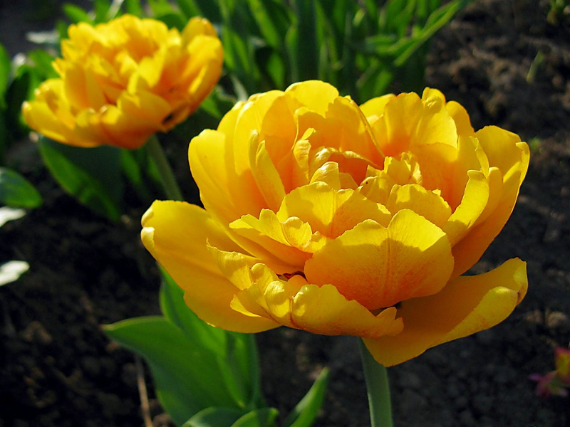 тюльпан gold fever (голд февер) 