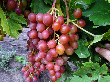 Блестящий Блестящий