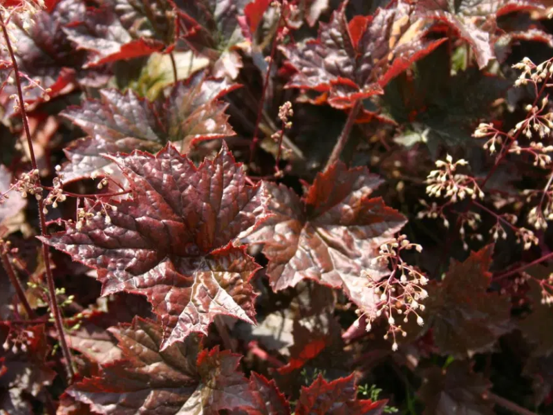 гейхера капучино