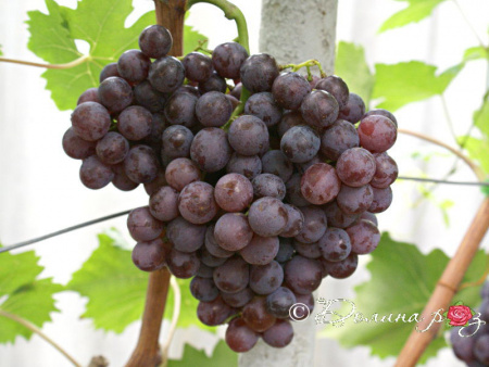 НоменклатураПрисоединенныеФайлы НоменклатураПрисоединенныеФайлы